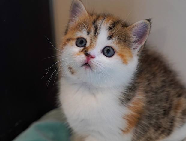 Scottish Fold Scottish Straight girl