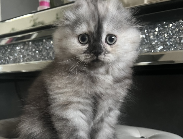 Scottish Fold Scottish Fold/Straight kittens looking for new home (Valley Village)