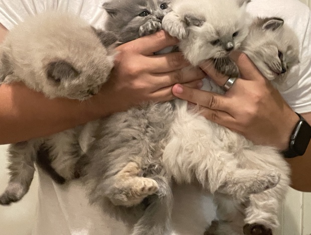 Persian Persian/Himalayan kittens for sale