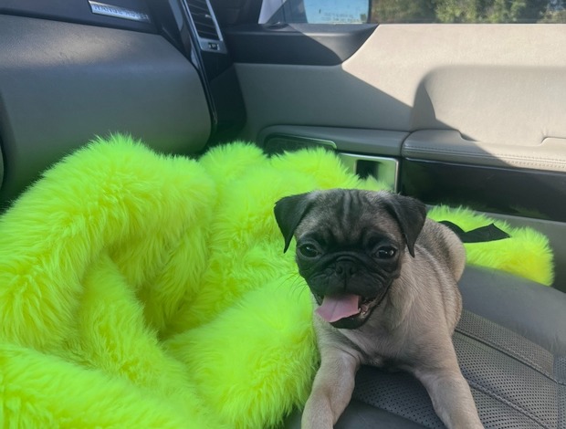 Pug Male and Female Pug Puppies Available