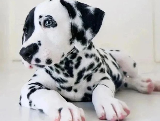 Dalmatian We Have A Male And Female Dalmatian Beautiful Puppies