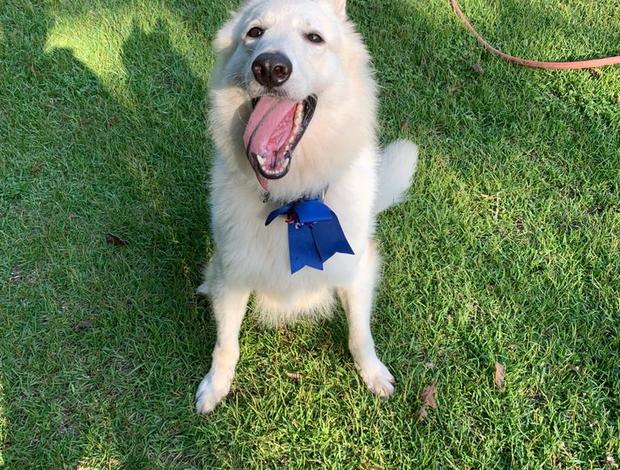 Berger Blanc Suisse Male Berger Blanc Suisse Available!