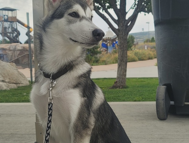 Siberian Husky Siberian Husky 20 weeks Named KOYA