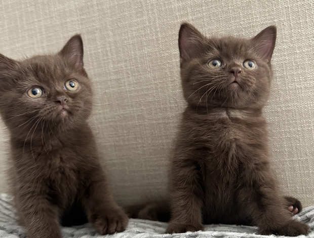 British Shorthair Rare chocolate and lilac British shorthair kittens