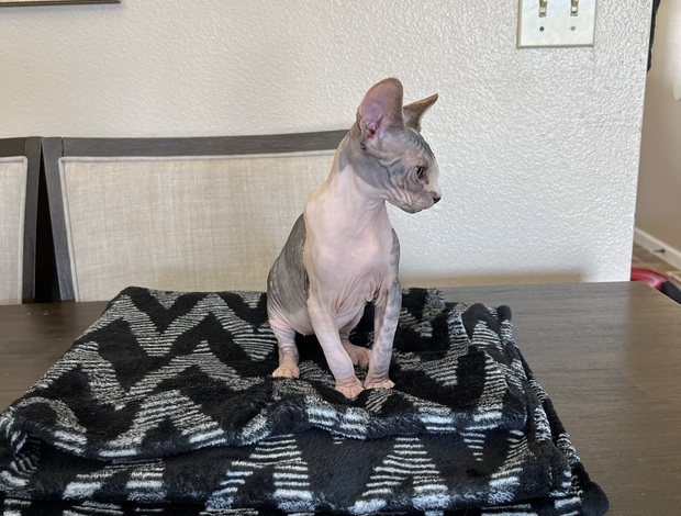 Sphynx Sphynx