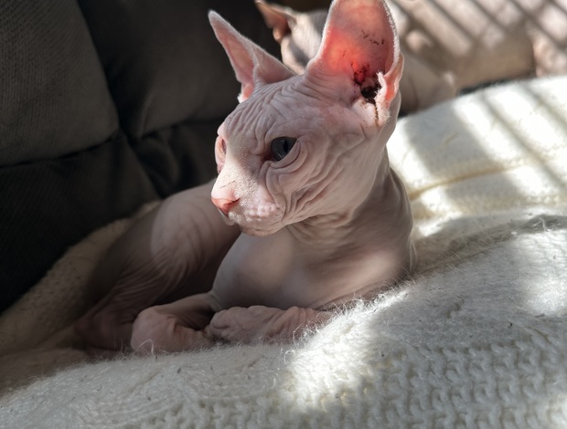 Sphynx Young Adult Sphynx cats