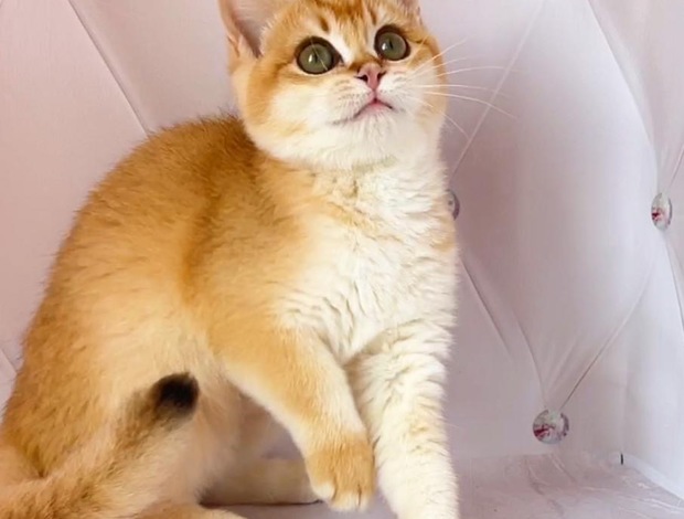 British Shorthair British Gold Kitty