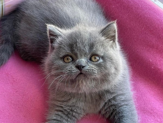 British Shorthair British