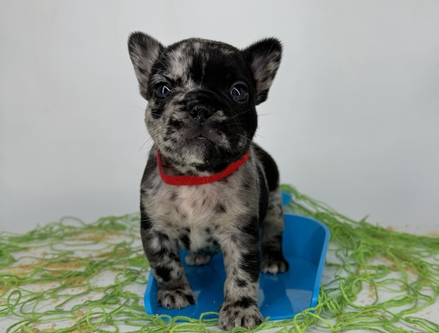 French Bulldog French Bulldog up and ready now