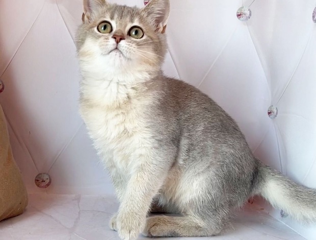 British Shorthair British