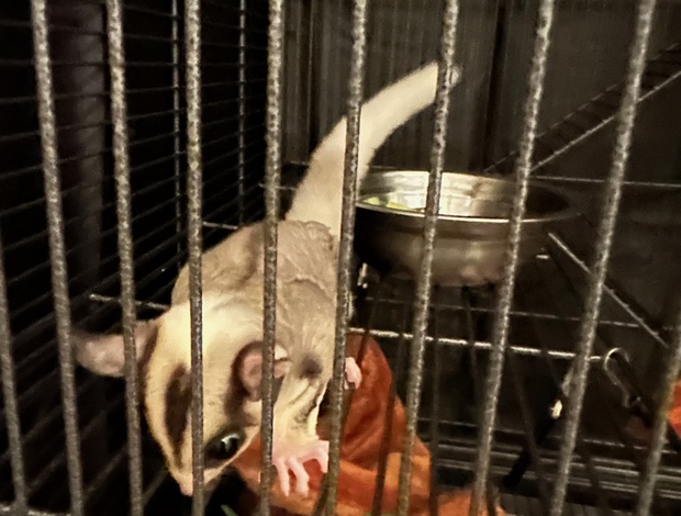 Sugar glider 2 young sugar gliders looking for a new home