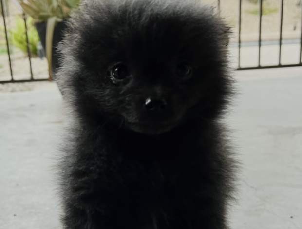 Pomeranian 🖤 Adorable Black Pomeranian 🖤