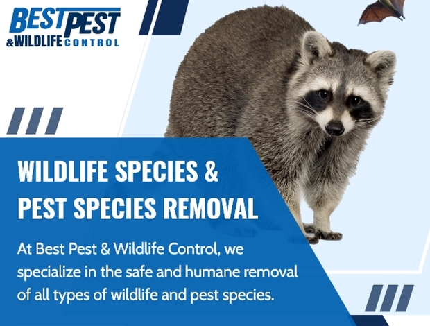 Other reptilies Best Pest & Wildlife Control