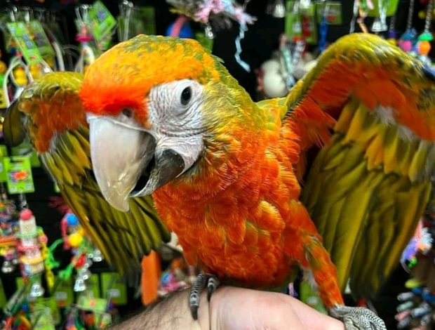 Macaw Macaw Parrot