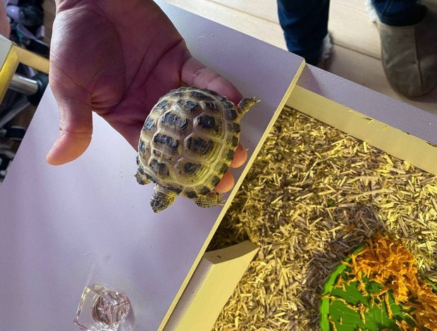 Turtles & Tortoises Lovely male and female Tortoise