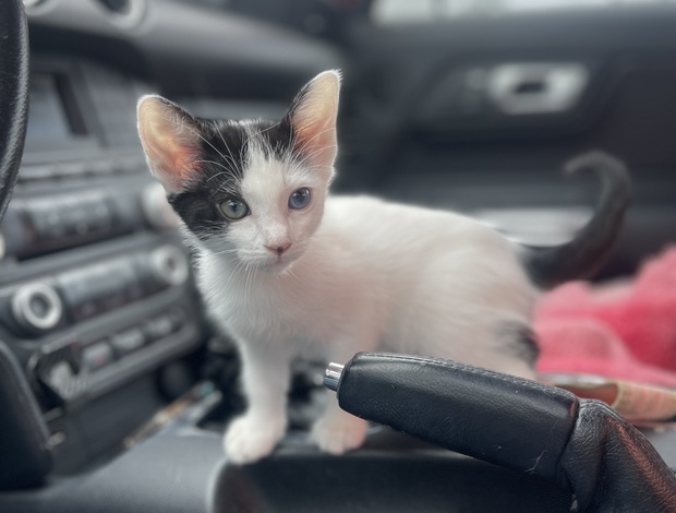 Turkish Van Purebred 8 Week Old Odd-Eyed Female Turkish Van Kitten