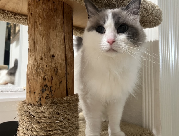 Ragdoll Purebred Female Ragdoll