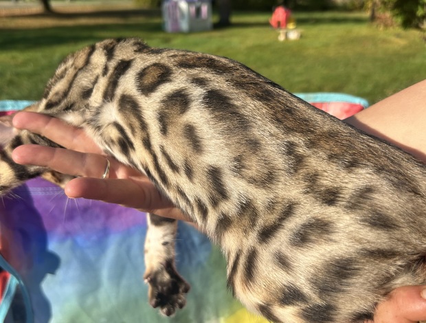 Bengal bengal kittens sundownbengals