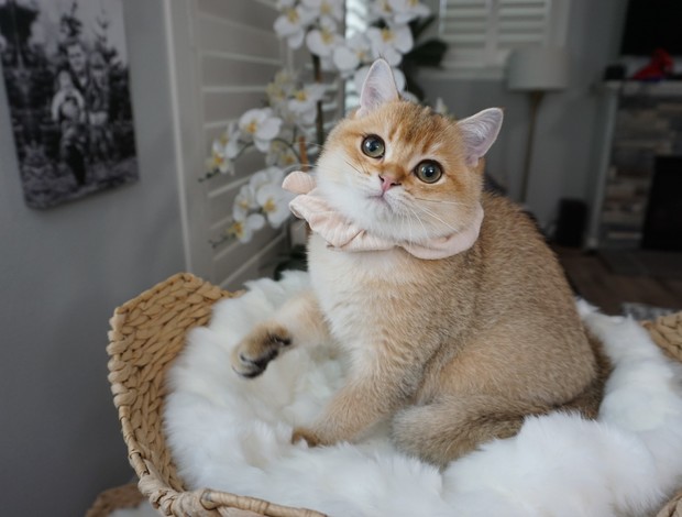 British Shorthair Golden Eddy - Male