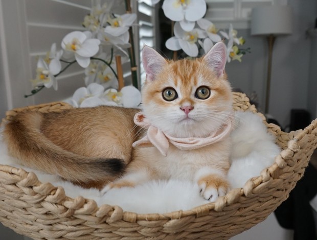 British Shorthair Emmett - Male