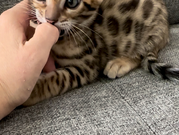 Bengal Bengal Kittens