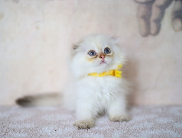 Scottish Fold Scottish fold kitten