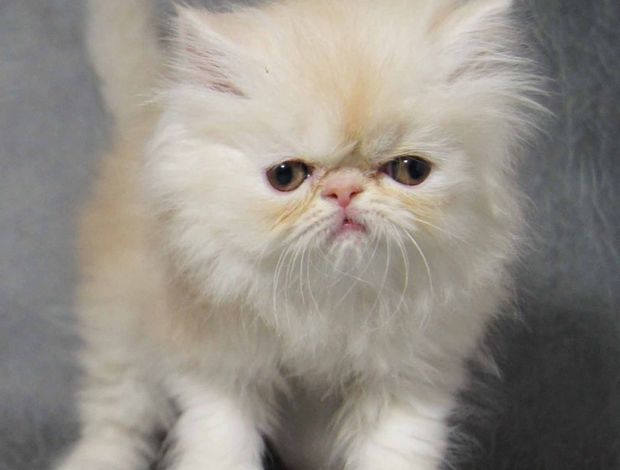 Persian I have 12 weeks old Persian kittens,