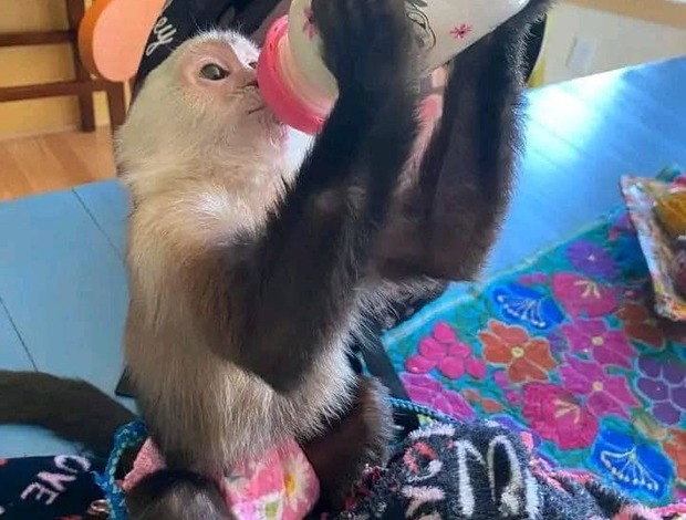 Capuchin Capuchin Monkeys for Sale