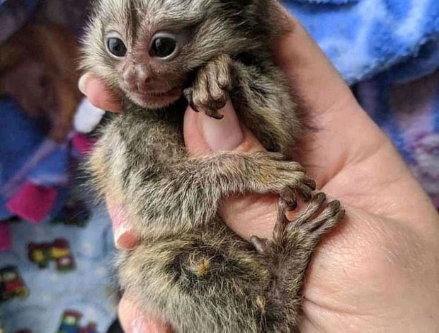 Marmoset monkey BUY MARMOSET MONKEYS Online