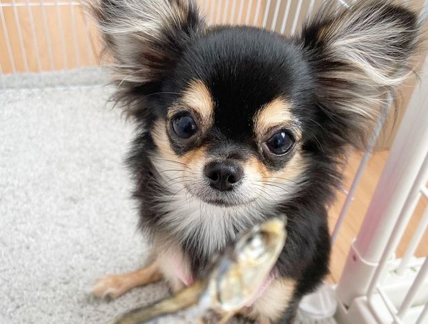 Chihuahua Male & Female Chihuahua Puppies