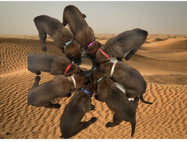 Belgian Shepherd Dog (Malinois) Purebred Belgian Malinois Puppies