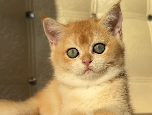 British Shorthair British Shorhair Ny12(13) Female