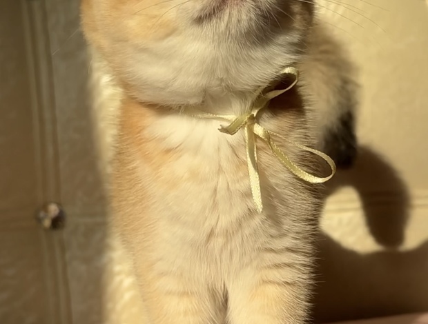 British Shorthair British Shorthair ny12(11) female