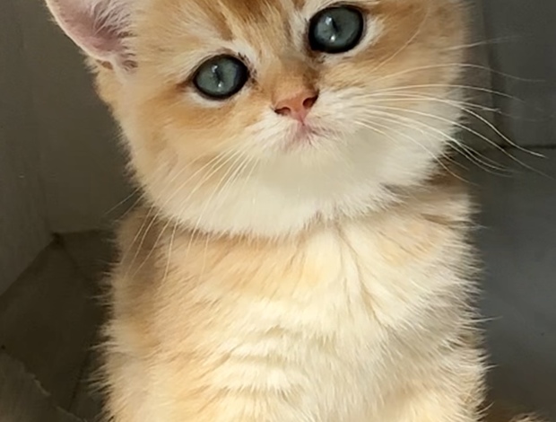 British Shorthair British Shorthair ny12 Female