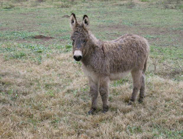 Other farm animals DONKEY FOR SALE