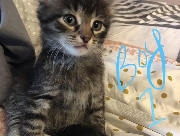 American Shorthair Kittens ready for their new homes!