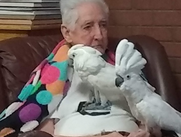 Cockatoo Sibling Umbrella Cockatoo's male/female