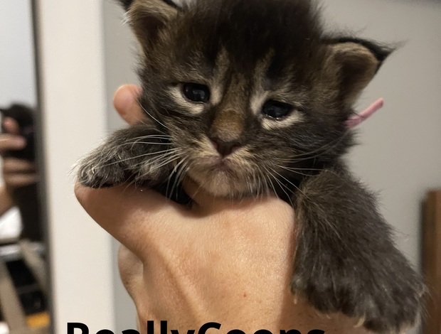Maine Coon ReallyCoons