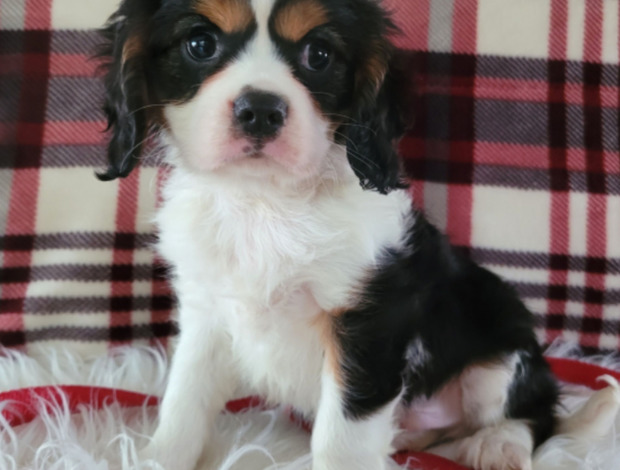 Cavalier King Charles Spaniel Adorable Male & Female Cavalier King Charles Spaniel Puppies