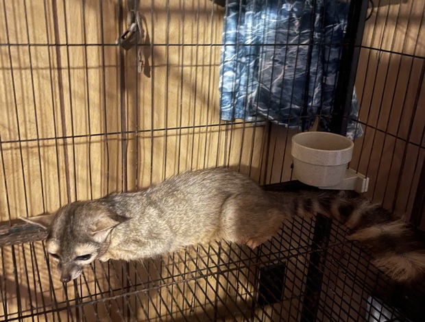 Other exotic animals Miners Cat (Ringtail Cat)