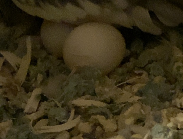 Cockatiel Cockatiels For Sale SOON