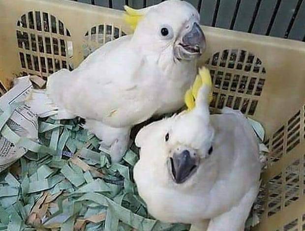 Cockatoo UMBRELLA COCKATOO PARROTS READY FOR NEW HOMES