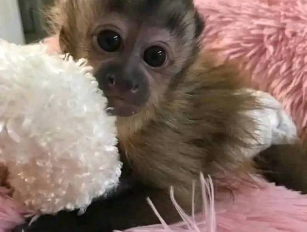 Capuchin CAPUCHIN MONKEYS FOR SALE
