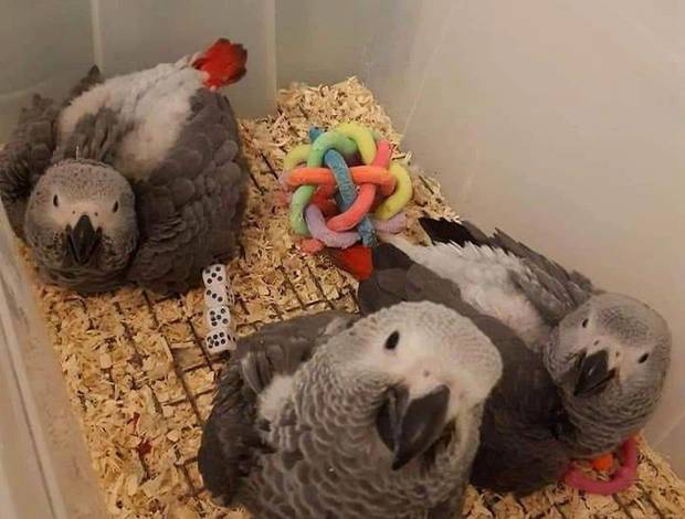 African Grey Parrot BEAUTIFUL AFRICAN GREY PARROT