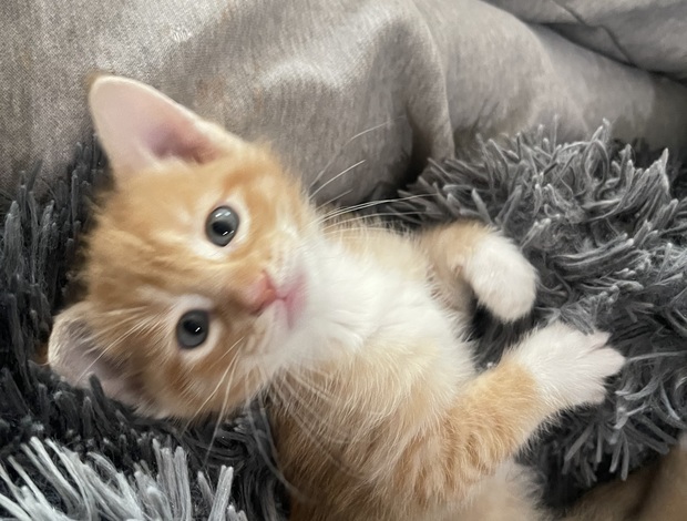 Ragdoll Mixed orange ragdoll kitten