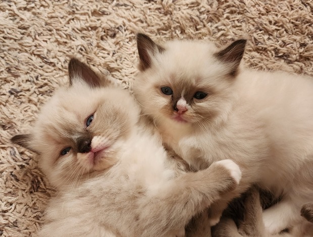 Ragdoll Ragdoll/persian