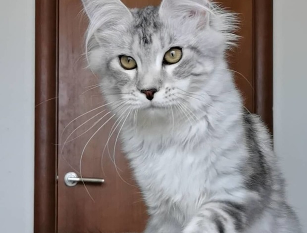 Maine Coon Beautiful Main coon kitten
