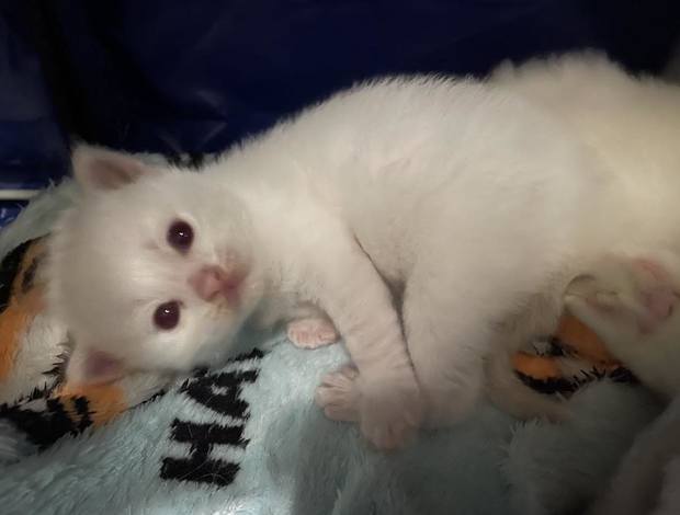 Ragdoll Ragdoll kittens ready in January 2024