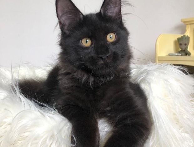 Maine Coon TC Adorable Main coon Kitten available