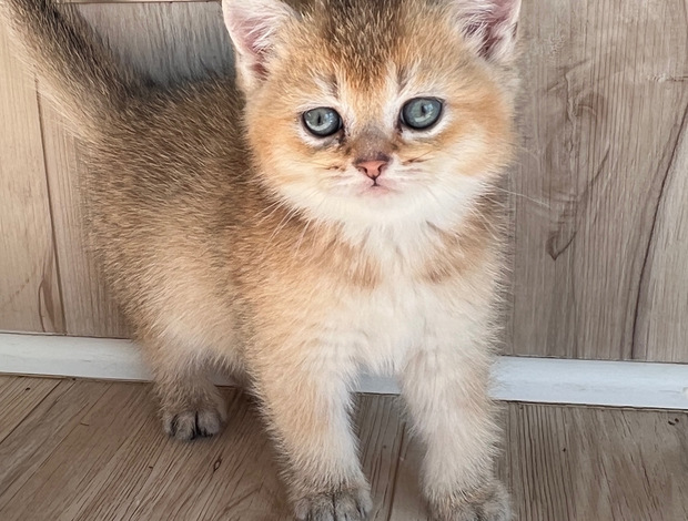 Scottish Fold Scottish male kitten
